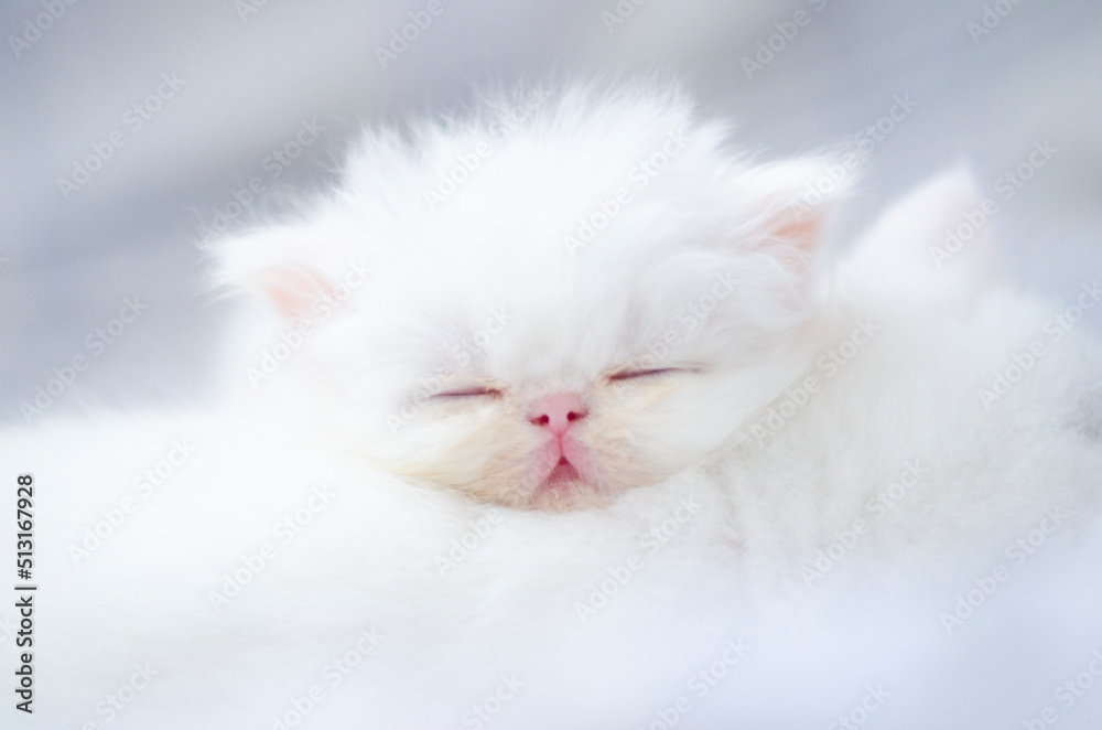 cute persian kitten portrait cute persian kitten portrait