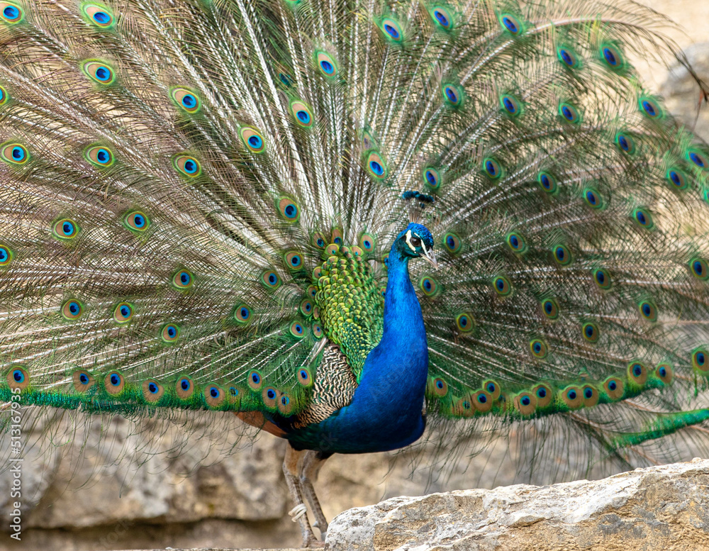 Naklejka premium peacock with feathers
