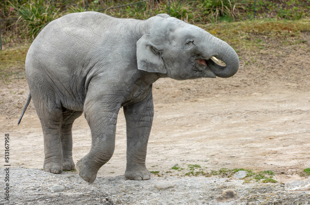 Fototapeta premium elephant