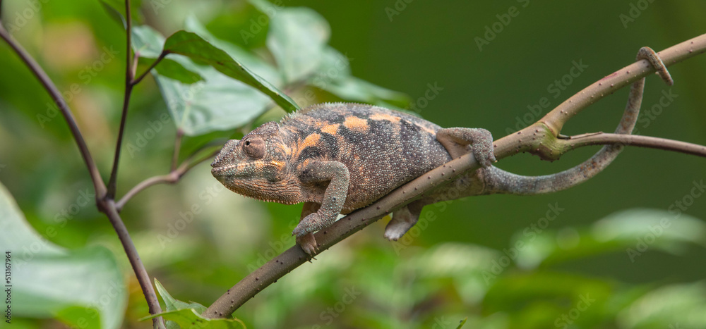 chameleon chameleon