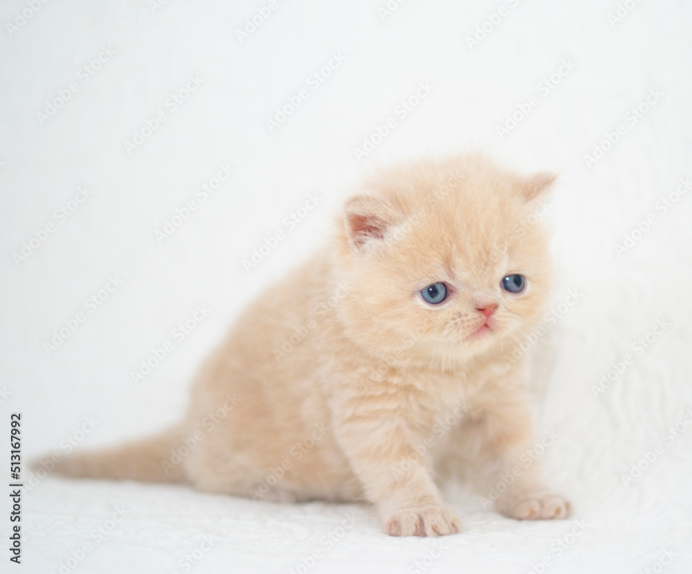 little persian cat kitten portrait little persian cat kitten portrait