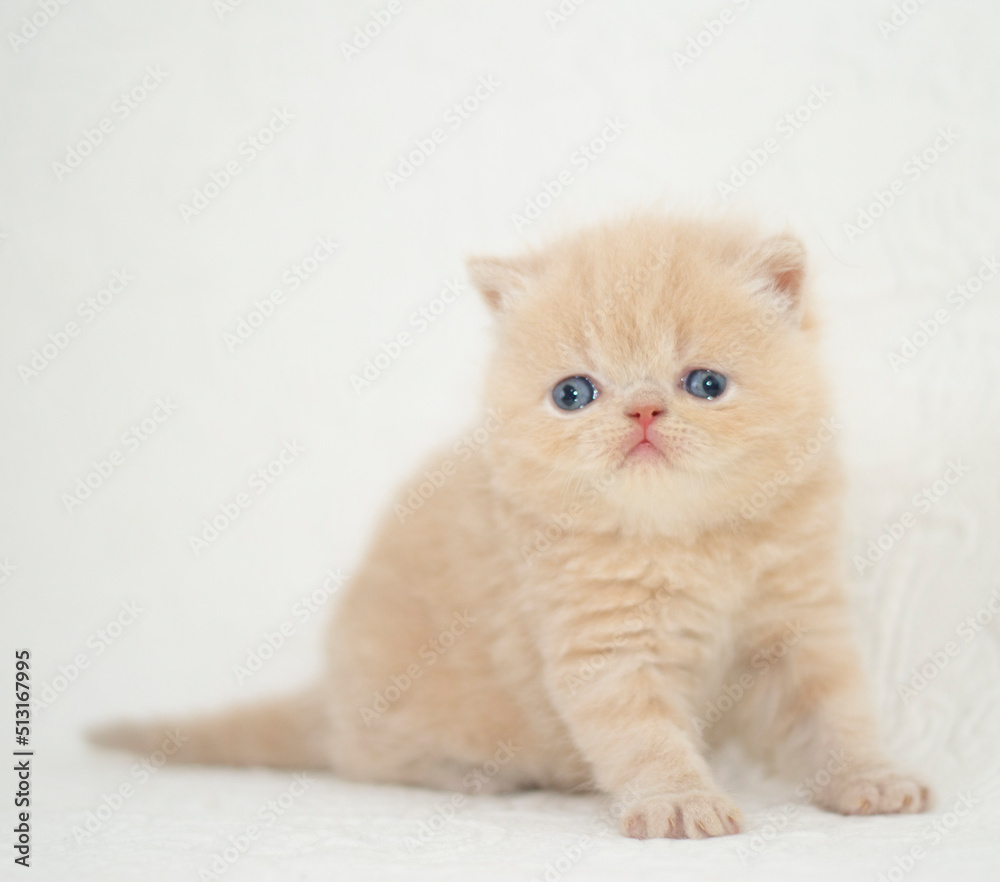 little persian cat kitten portrait