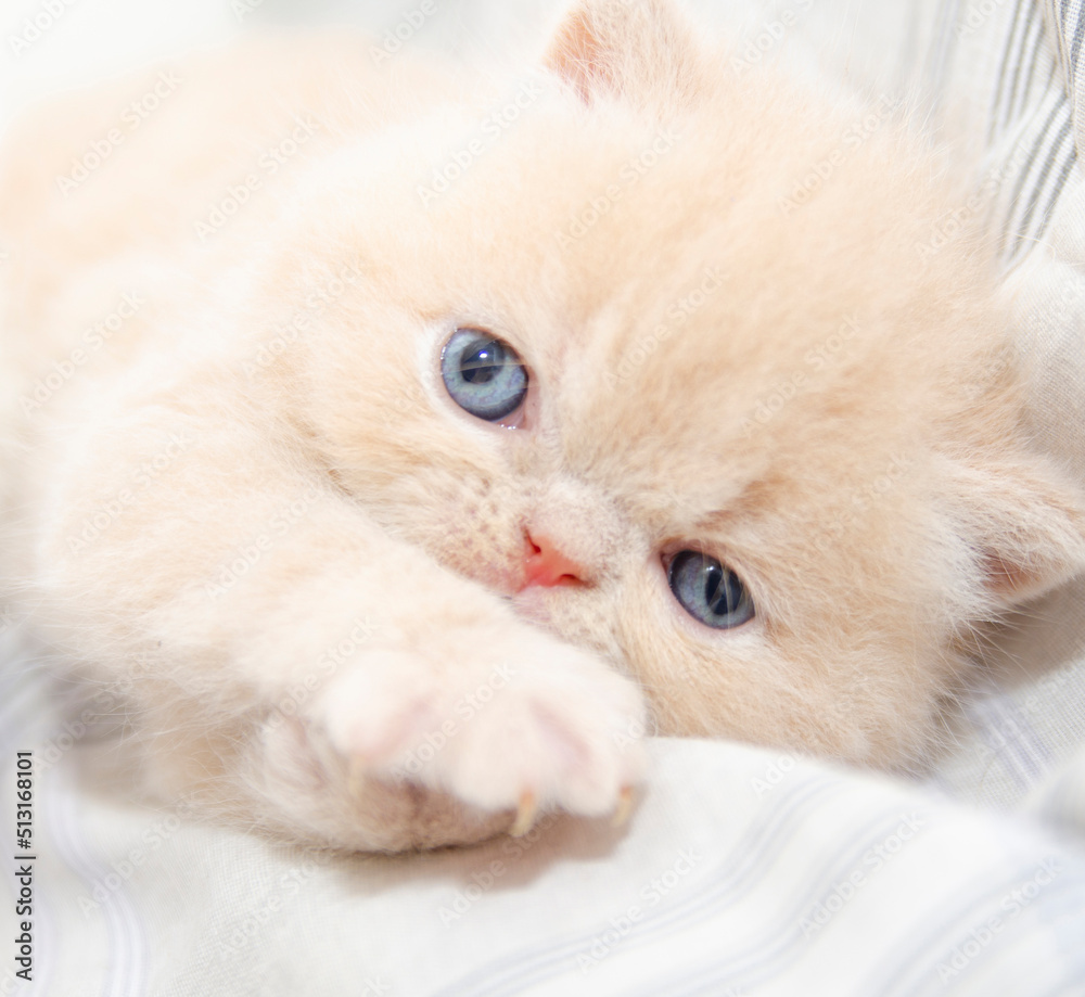 Fototapeta premium cute persian kitten portrait