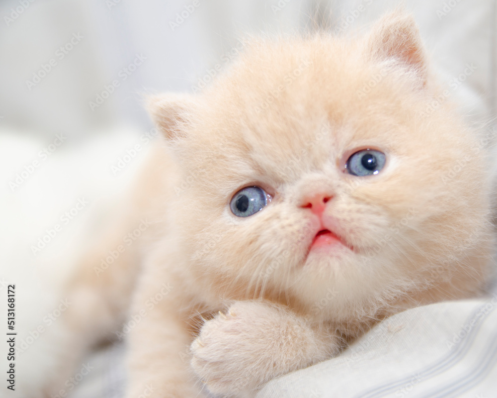 cute persian kitten portrait