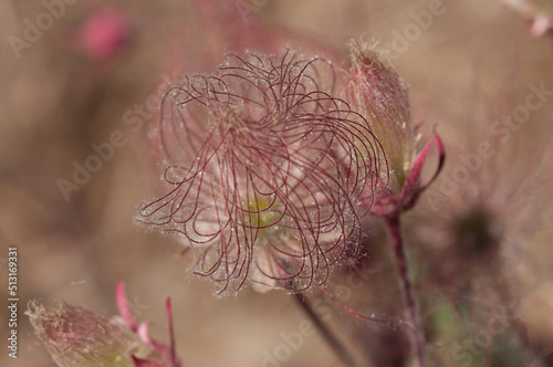 Geum triflorum, prairie smoke, three-flowered avens, or old man's whiskers - close up