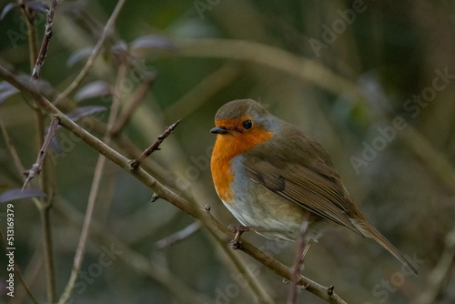 European robin on a branch © Dominic