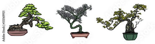 Set of bonsai Japanese trees grown in containers - Hand drawn