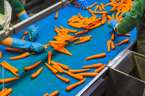 Carrot factory mat, selection process.
