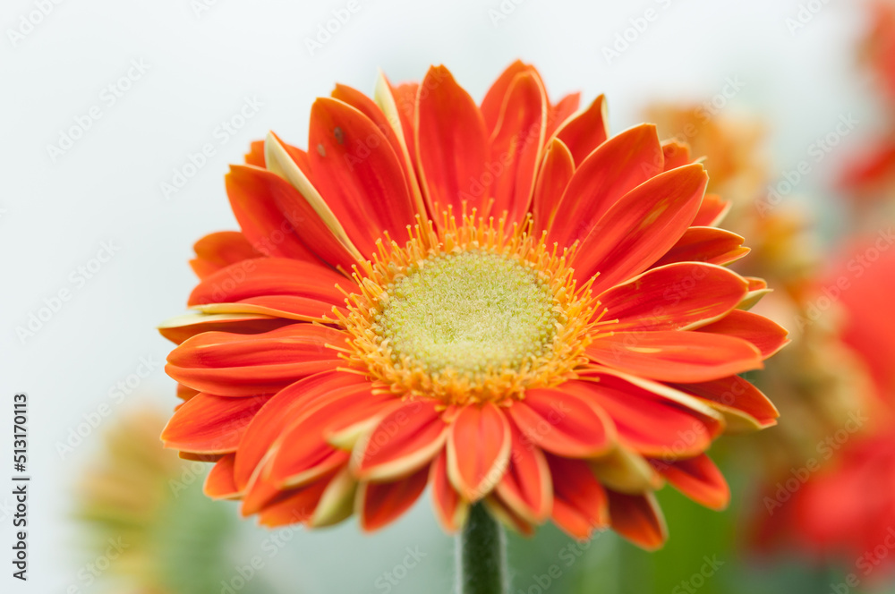 gerber daisy gerber daisy