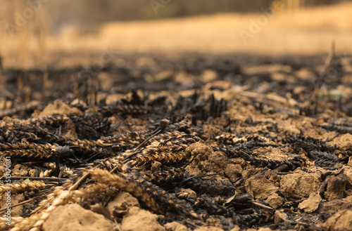 Wheat field destroyed by fire. Close-up of burnt ears of wheat on the ground. Loss of the harvest. Out of focus background. Fire in Navarre, Spain, in June 2022.