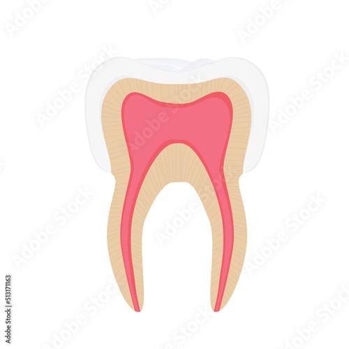 Vector illustration of a tooth structure isolated on white background. Dental tooth anatomy