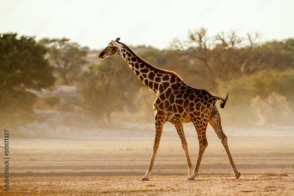 Obraz premium Giraffe dropping in desert area in Kgalagadi transfrontier park, South Africa ; Specie Giraffa camelopardalis family of Giraffidae