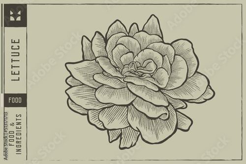  Lettuce head Vector illustration - Hand drawn - Out line