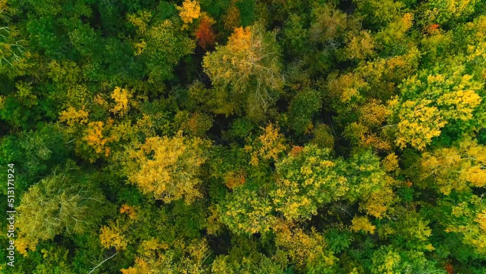 Aerial video of autumn forest on a cloudy day Aerial video of autumn forest on a cloudy day