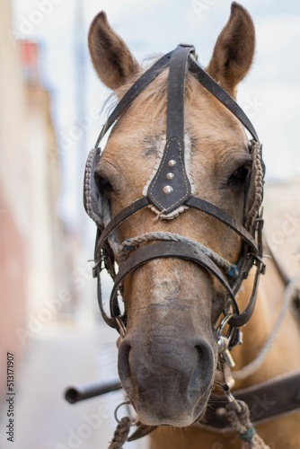 Vertical portrait of a beautiful horse with blinders and harness photo