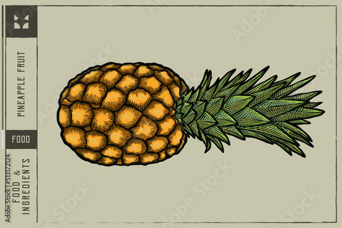 Pineapple fruit Vector illustration - Hand drawn