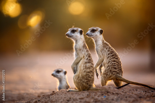 Three Meerkats in alert at dawn in Kgalagadi transfrontier park, South Africa; specie Suricata suricatta family of Herpestidae photo