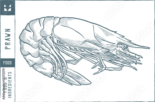 prawn Vector illustration - Hand drawn - Out line