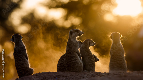 Meerkats family watching sunset in Kgalagadi transfrontier park, South Africa; specie Suricata suricatta family of Herpestidae