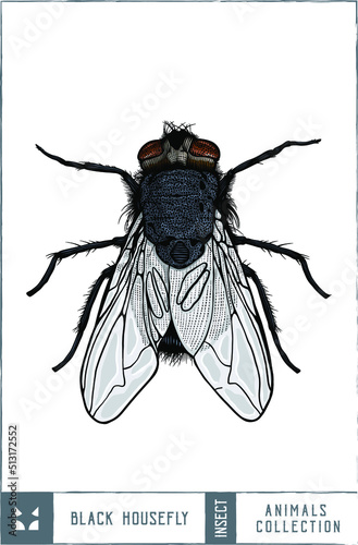  Black housefly illustration - Hand drawn