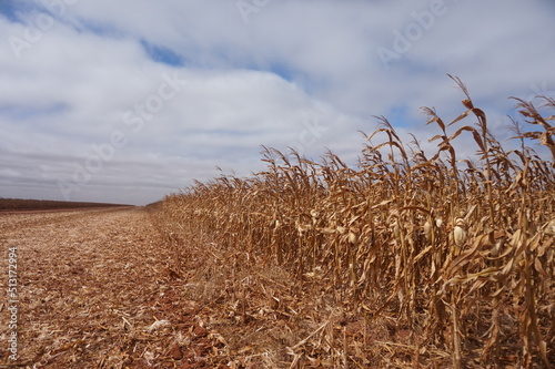 Quadro su tela Dry corn field plantation
