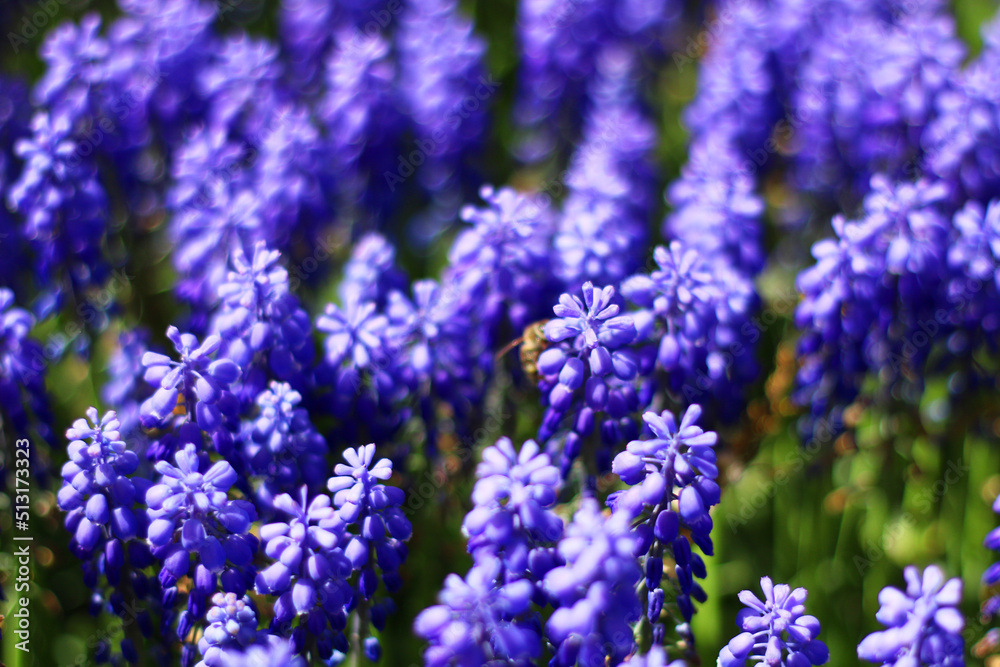 selective focus: Garden hyacinths giving a visual feast with the most beautiful shade of blue in Istanbul Emirgan Grove selective focus: Garden hyacinths giving a visual feast with the most beautiful shade of blue in Istanbul Emirgan Grove