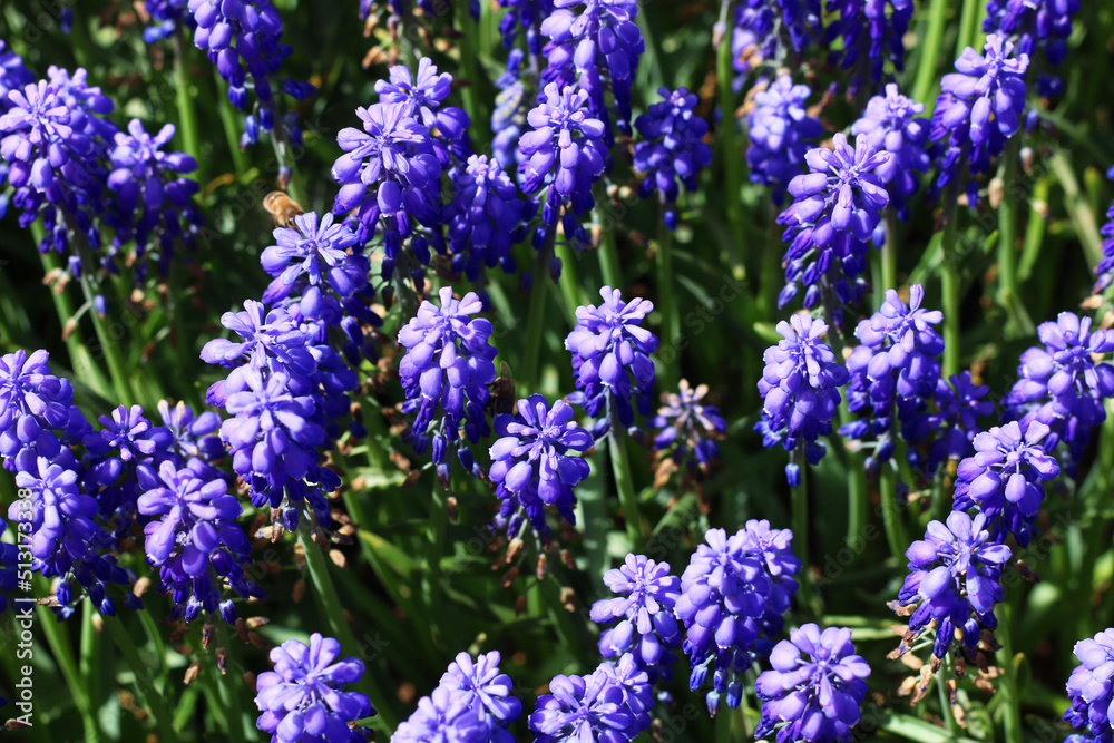 selective focus: Garden hyacinths giving a visual feast with the most beautiful shade of blue in Istanbul Emirgan Grove selective focus: Garden hyacinths giving a visual feast with the most beautiful shade of blue in Istanbul Emirgan Grove
