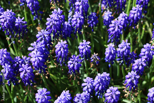 selective focus  Garden hyacinths giving a visual feast with the most beautiful shade of blue in Istanbul Emirgan Grove