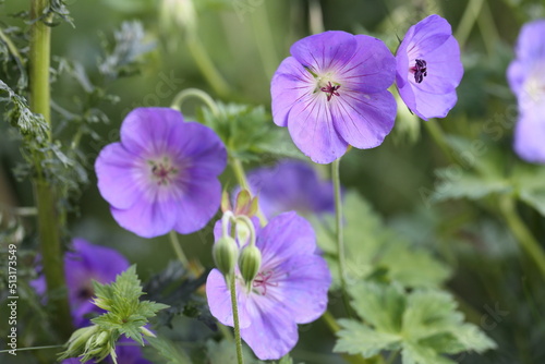 Flower of a cranesbill geranium in purple