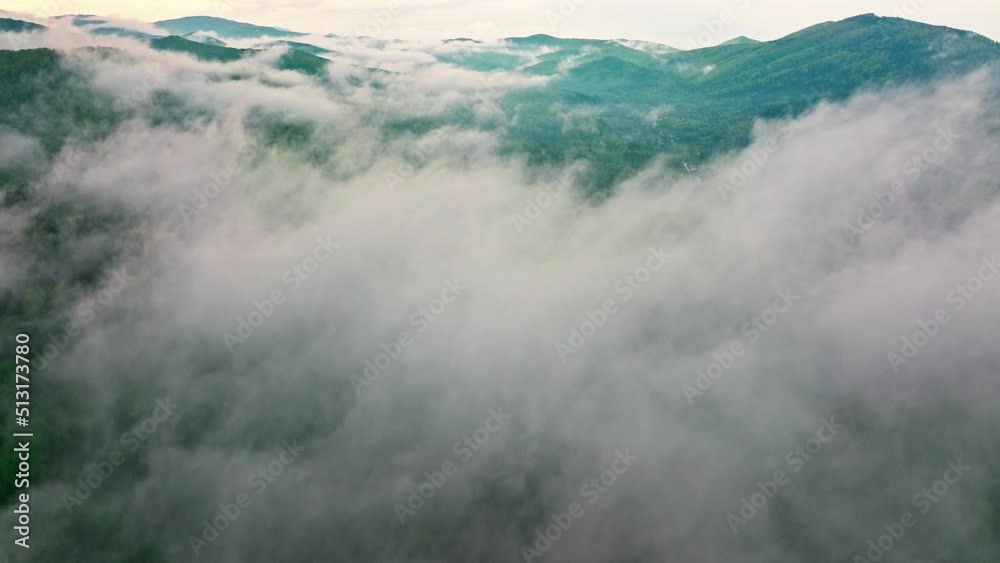 Forest mountain cloud fog rain view green nature sky wood tree plant
