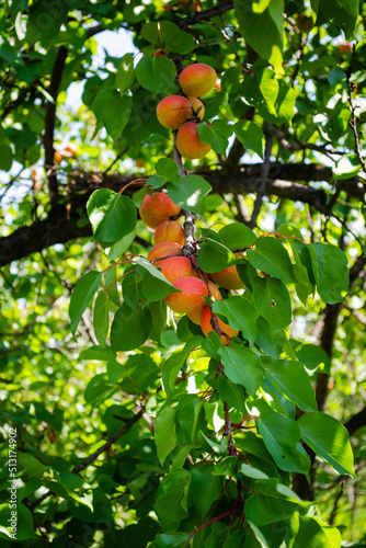 Apricot fruits illuminated by the morning sun. Ripe apricot fruits illuminated by the morning sun during harvest in a private orchard. photo