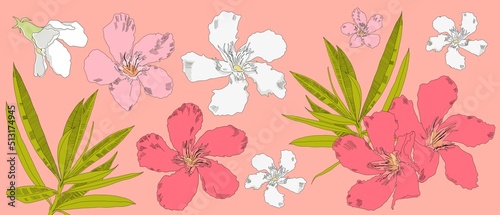 Summer pink background with oleander leaves and flowers
