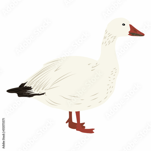 White arctic goose. Birds of the North. Realistic vector bird