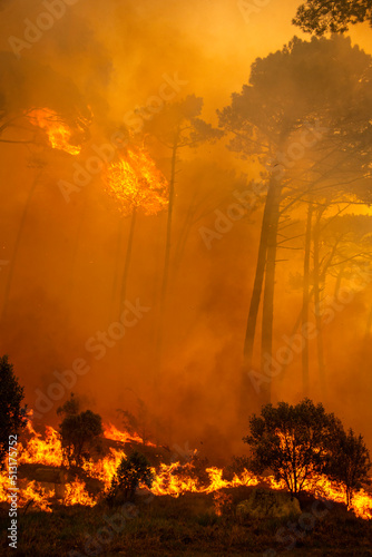 fire in tree top