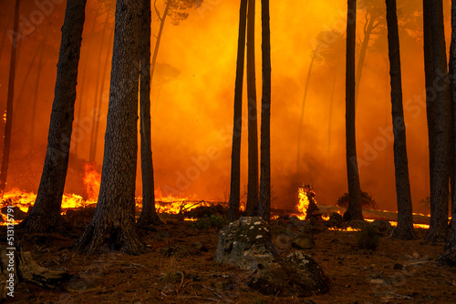 Fototapeta Naklejka Na Ścianę i Meble -  fire in the forest