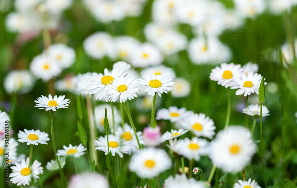 Fototapeta premium Abstract Natural summer background with camomiles flowers on sunset. Green grass and chamomile in the meadow. Soft focus.