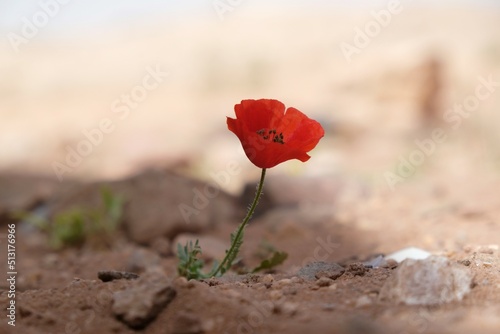 Closeup of lonely red poppy on desert  met on the Jordan Trail from Little Petra  Siq al-Barid  to Petra. Jordan  Hashemite Kingdom of Jordan 