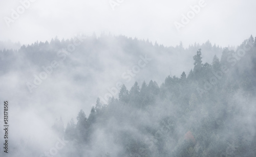 Green Evergreen Trees in a forest on top of a mountain covered in clouds and fog. Umpqua National Forest, Oregon, United States of America. Nature Background © edb3_16