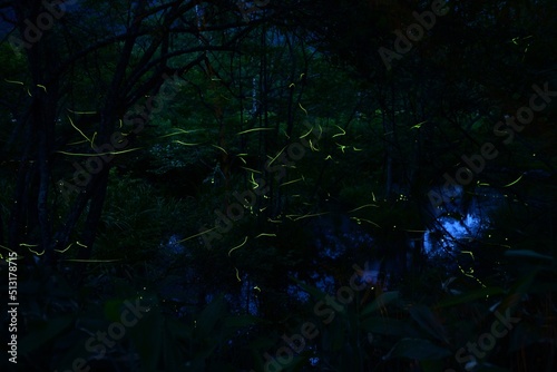 fireflies in the forest