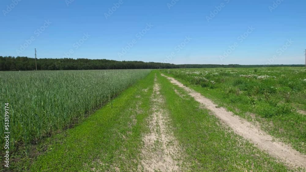 Road in a field sown with rye Road in a field sown with rye