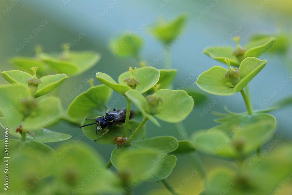 sawfly tenthredo sitting in a euphorbia blossom