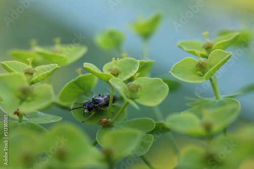sawfly tenthredo sitting in a euphorbia blossom © Mipa Photo