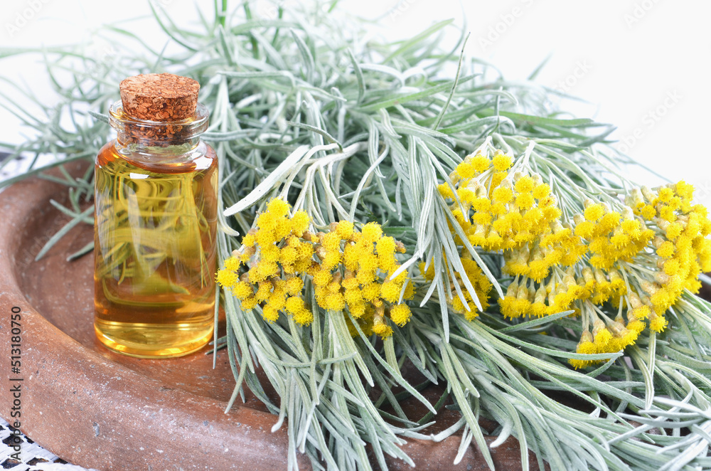 Bouquet of fresh flowering plant Helichrysum italicum, bottle of essential oil on isolated white background Bouquet of fresh flowering plant Helichrysum italicum, bottle of essential oil on isolated white background