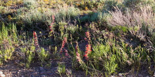 Red Pentstemon blooms along a scenic byway in Medicine Bow-Routt National Forests in the Rocky Mountains of Colorado in spring photo