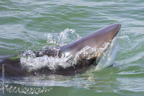 Sharks coming to shore due to the hot water of the powerhouse  Hadera Lights 