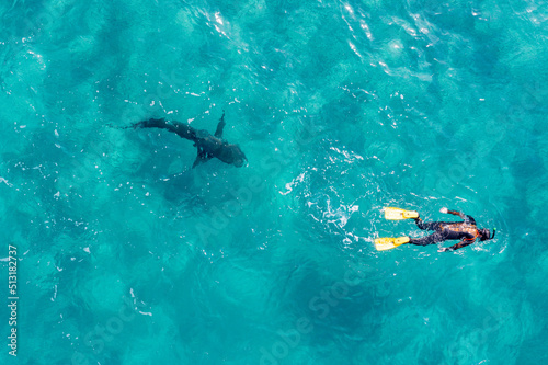 Drone top view of snorkel diver  with big shark