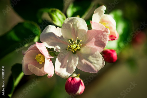 Bright floral background. Spring flowers concept. For design. Nature. spring background