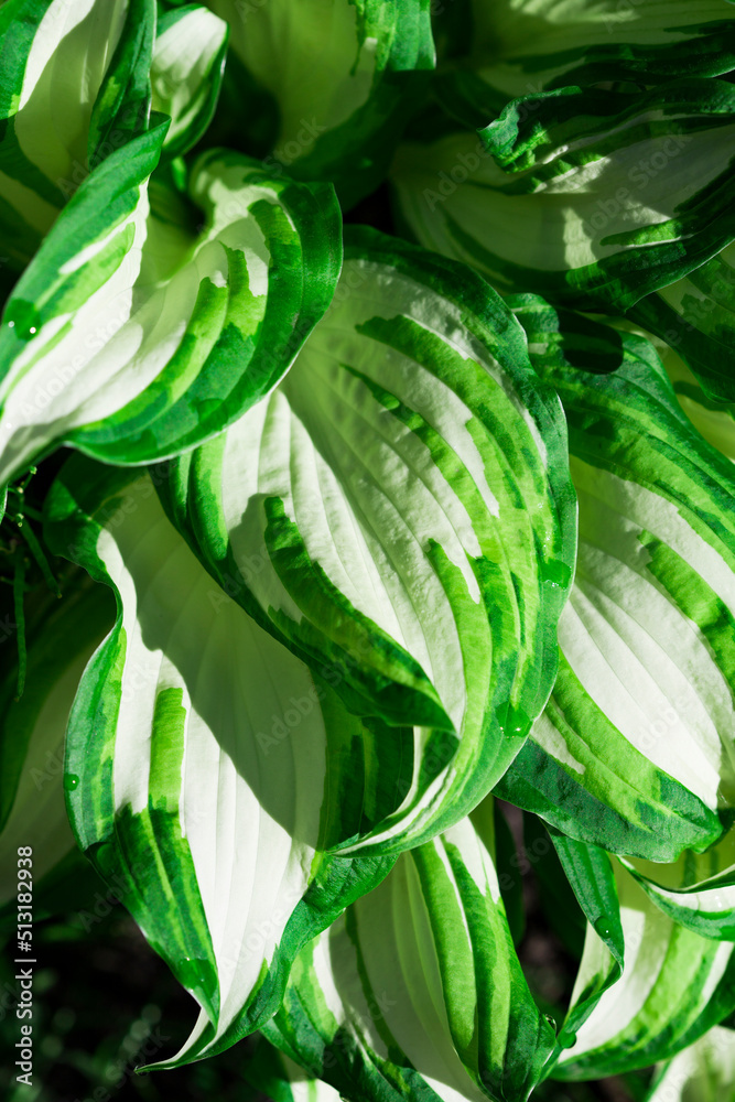 Obraz premium Bright floral background. Spring flowers concept. For design. Nature. spring background