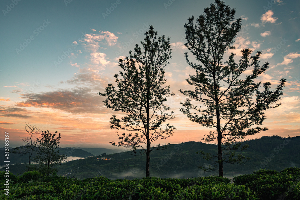 A sunset view with colorful sky and patchy clouds and silhouette of tree A sunset view with colorful sky and patchy clouds and silhouette of tree