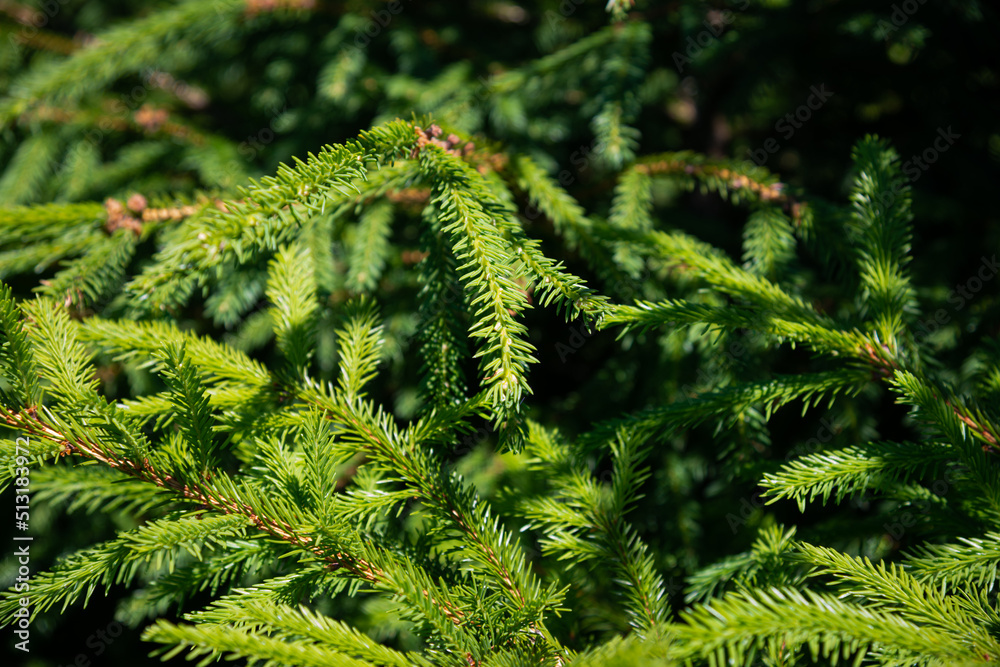 Background of Christmas tree branches. Background of Christmas tree branches.